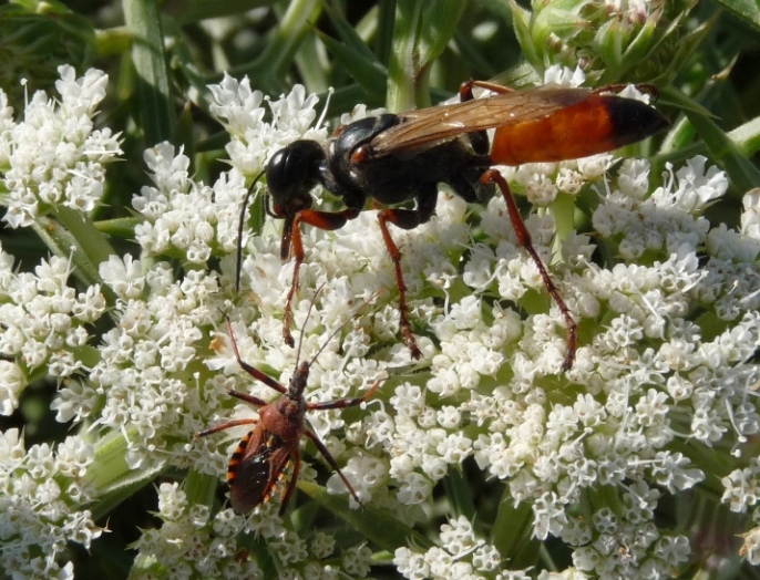 Meglio lasciar perdere... (Rhinocoris erythropus e Sphex)